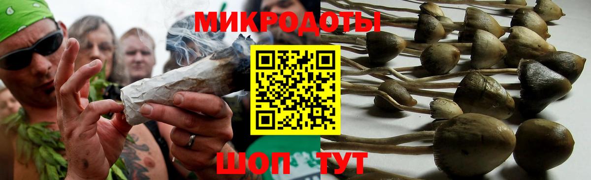 Галлюциногенные грибы Psilocybe Камень-на-Оби